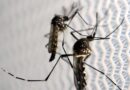 Casos de dengue no RS desde o início do ano são quase o triplo dos registrados no mesmo período de 2021