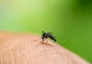 Rio Grande do Sul registra a primeira morte por dengue em 2024